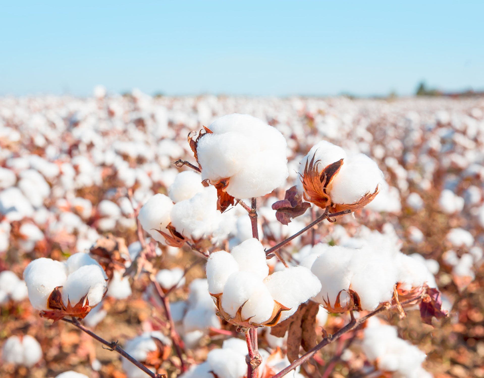 Close up of cotton plant with field of cotton in background
